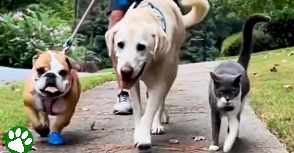 Friendly Cat Joins Neighbor’s Dogs On Their Daily Walk