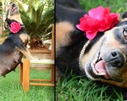 Pregnant Dog Poses Proudly For Her Maternity Photo Shoot