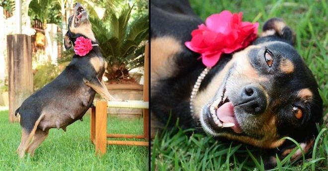 Pregnant Dog Poses Proudly For Her Maternity Photo Shoot