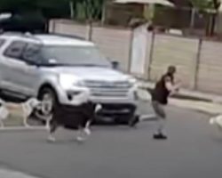 Woman’s Walking Dogs When A Car Blows Through Intersection And Doesn’t Stop