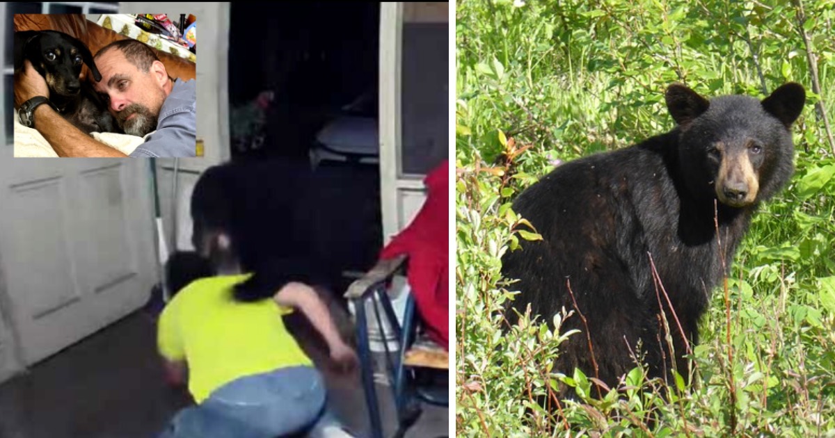 Man fights off a wild bear to protect his pet dachshunds: ‘I did it for my dog’