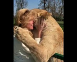 Woman reunited with lions she adopted as cubs – the footage is unforgettable