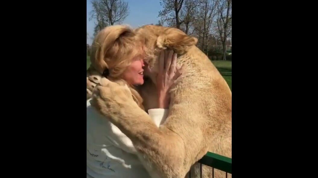 Woman reunited with lions she adopted as cubs – the footage is unforgettable