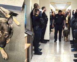 Police officers line up to salute K9 with terminal cancer on her final walkout