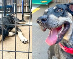 Shelter dog “loses hope” after being returned three hours after being adopted — then gets a second chance