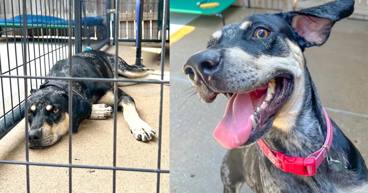 Shelter dog “loses hope” after being returned three hours after being adopted — then gets a second chance