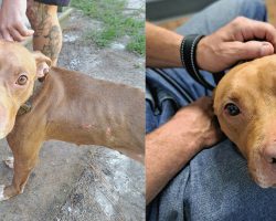 FedEx driver finds emaciated pit bulls in the road — goes out of the way to help and changes everything