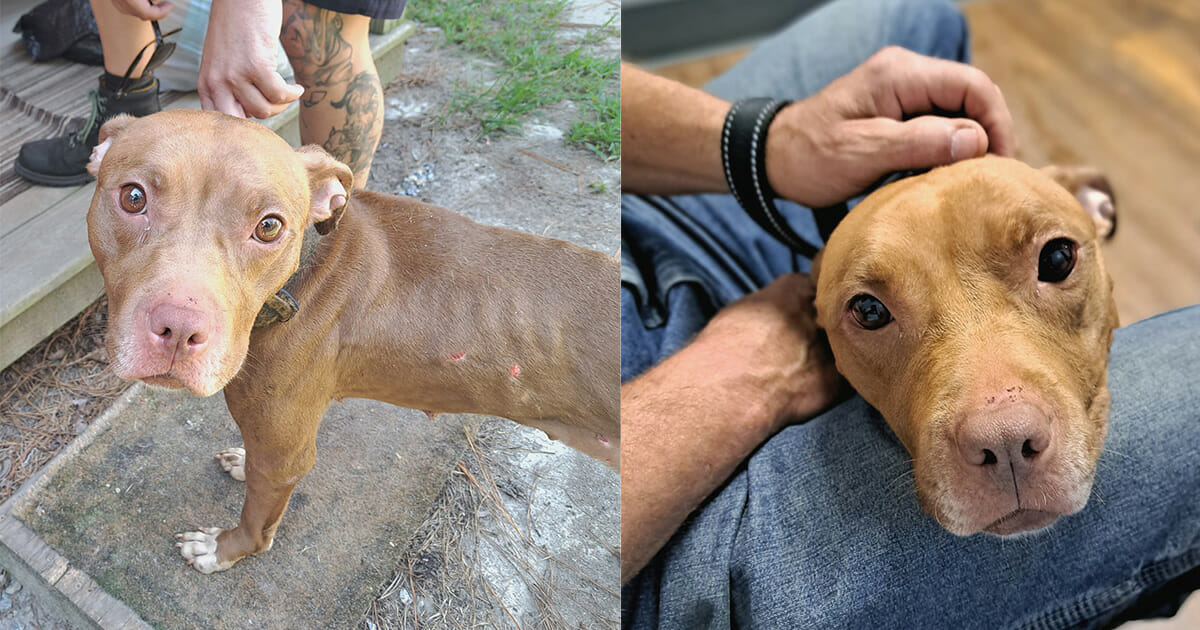FedEx driver finds emaciated pit bulls in the road — goes out of the way to help and changes everything