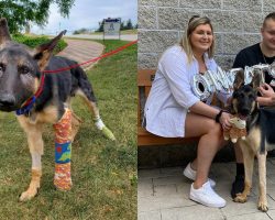 Puppy beaten nearly to death gets adopted by police officer who rescued him