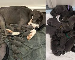 Shelter Great Dane gives birth to litter of 15 adorable puppies, breaking record