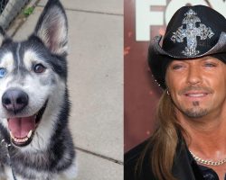 Husky named “Bret Michaels” saves a kitten’s life — then gets adopted by the real Bret Michaels
