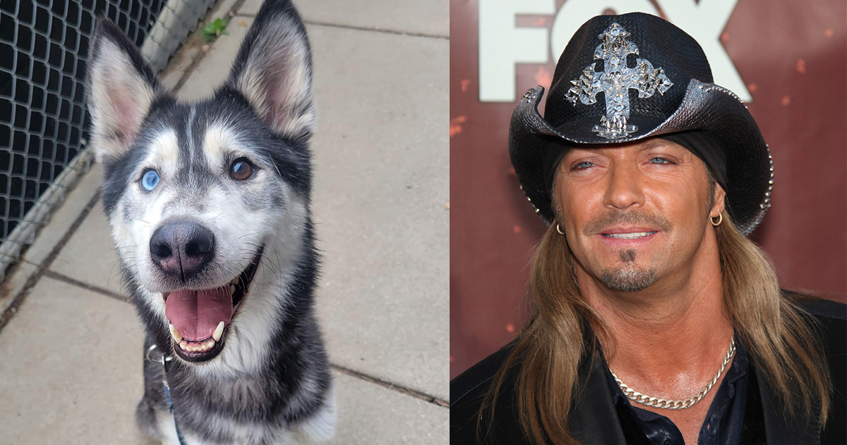 Husky named “Bret Michaels” saves a kitten’s life — then gets adopted by the real Bret Michaels