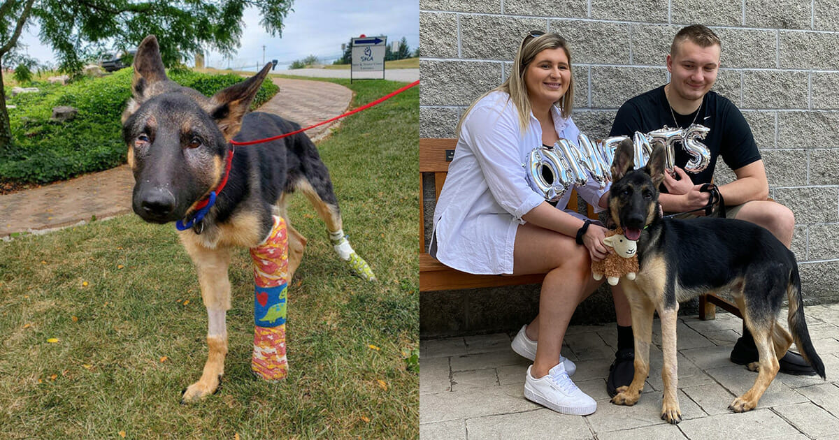 Puppy beaten nearly to death gets adopted by police officer who rescued him