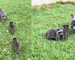 Adorable baby raccoons look up to French bulldog as their dad in viral video
