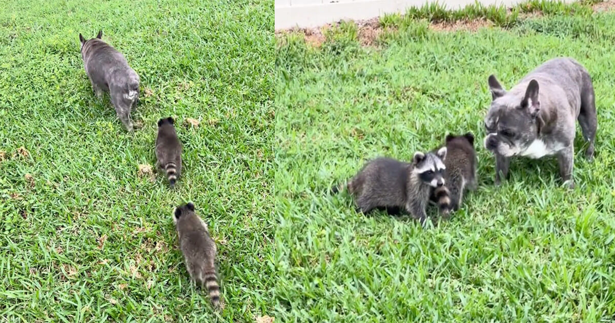 Adorable baby raccoons look up to French bulldog as their dad in viral video