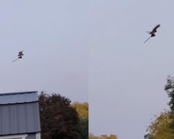 Neighbors spot a “flying broomstick” in the air just in time for Halloween — then they realize what it really is