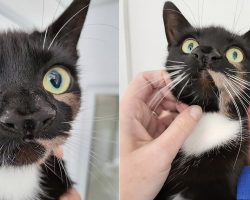 “One of a kind” shelter cat named Nanny McPhee was born with two noses