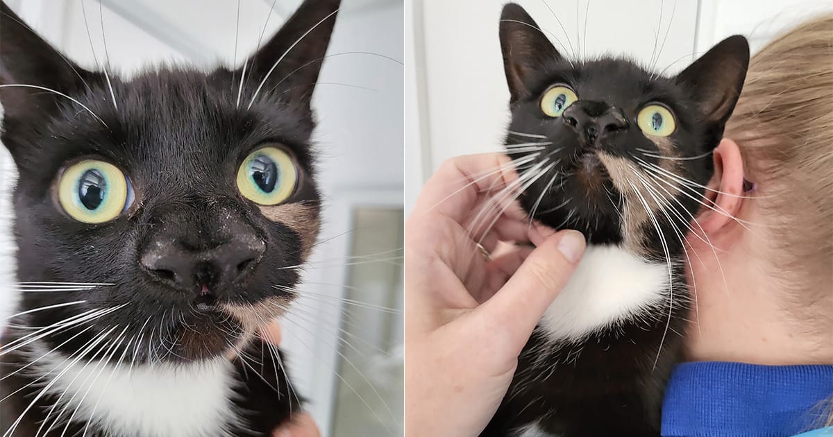 “One of a kind” shelter cat named Nanny McPhee was born with two noses