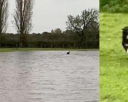 Sheep were trapped by rising flood waters — until hero sheepdog swims out to save them