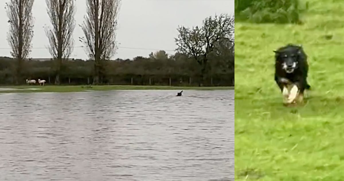 Sheep were trapped by rising flood waters — until hero sheepdog swims out to save them
