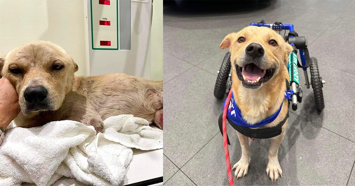 Injured stray dog dragged himself to safety after being hit by car — now he’s looking for a home