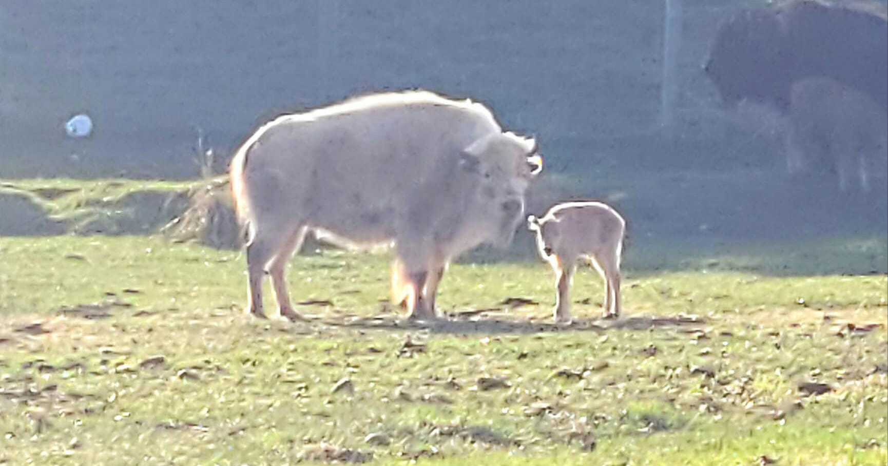 Extremely rare, one-in-10-million white bison born in Wyoming state park