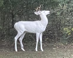 Extremely rare “ghost of the forest” albino deer spotted in Tennessee