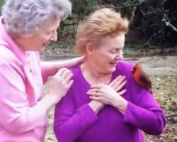 Cardinal Bird Visits Family After Grandmother Said She Would Send One As A Sign After She Died