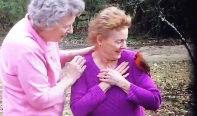 Cardinal Bird Visits Family After Grandmother Said She Would Send One As A Sign After She Died