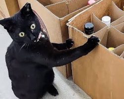 Rescued Black Cat Determined To Help Run a Liquor Store
