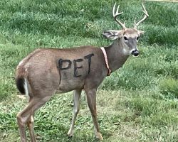 Deer found with “PET” painted on its body, wearing a collar — police issue a warning