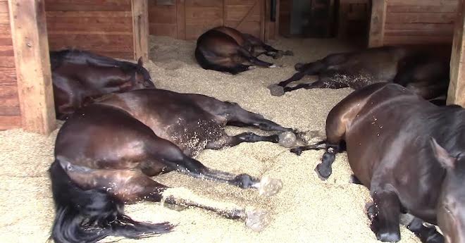 Woman Finds Her Horses Sleeping In The Barn, Catches Them Farting And Snoring