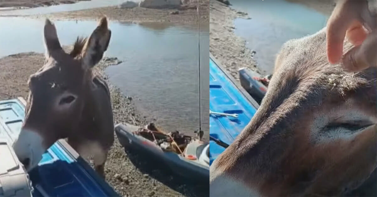 Kayaker is approached by wild donkey — then he realizes he’s asking him for help