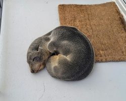 Family discovers an unexpected animal napping on their porch: a seal pup