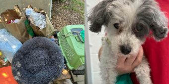 Senior poodle was abandoned by owner who wanted her put down — rescue gives her a second chance