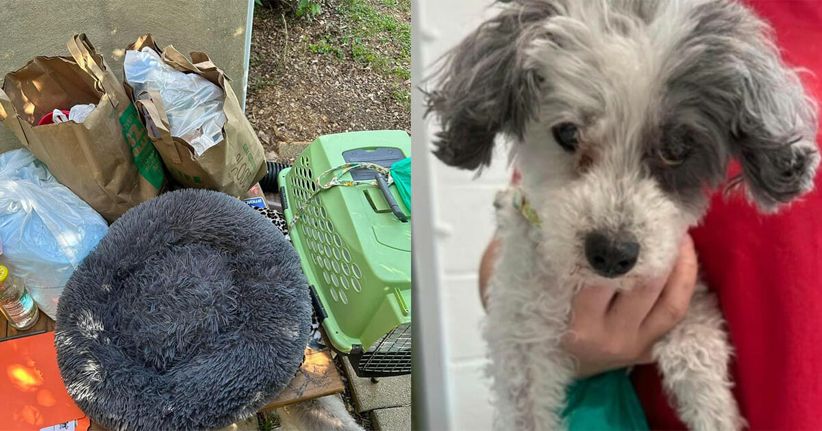 Senior poodle was abandoned by owner who wanted her put down — rescue gives her a second chance