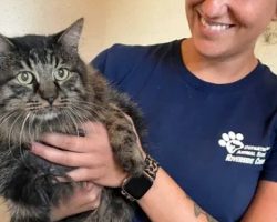Cat missing for 12 years is finally found, reunites with family