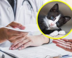Woman was feeling sad and lonely — so her doctor prescribed her to “get a cat”