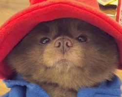 Rescue Dog Wears The Most Adorable Paddington Bear Costume For Halloween