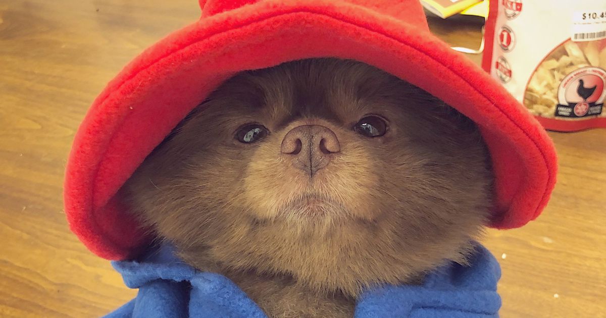 Rescue Dog Wears The Most Adorable Paddington Bear Costume For Halloween
