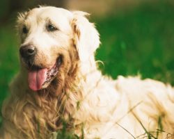 13-year-old golden retriever returns home after surviving 65 days in Alaskan wilderness