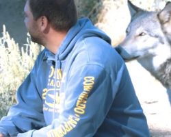 Veterans Coping With PTSD Are Healing With The Help Of Rescued Wolves