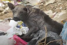 Dog Who Had Turned To Stone Looks So Different Now That He Has A Home