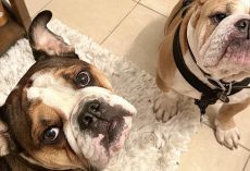 Two bulldogs stolen at gunpoint from dogwalker now home safe and sound