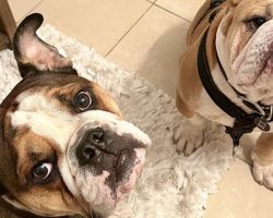 Two bulldogs stolen at gunpoint from dogwalker now home safe and sound