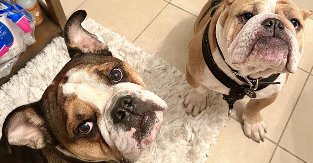 Two bulldogs stolen at gunpoint from dogwalker now home safe and sound