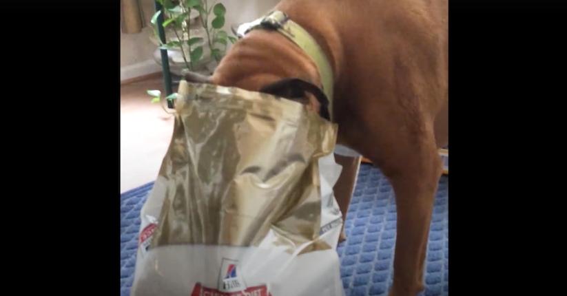 Dog’s first experience with his new weight loss food has mom questioning the new diet