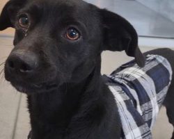 “A**hole” dog gets adopted after hilariously honest shelter post goes viral