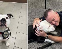 Shelter Pit Bull Has One Day Visit To Police Department, Now Is Their Full Time ‘Paw-trol Officer’