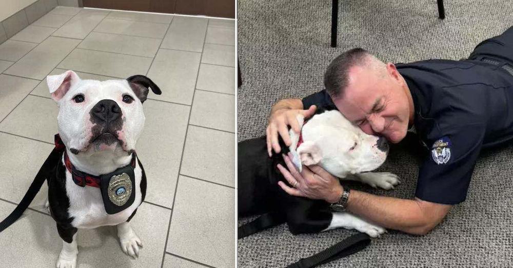 Shelter Pit Bull Has One Day Visit To Police Department, Now Is Their Full Time ‘Paw-trol Officer’